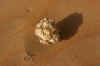 231_3113_1.JPG (724504 bytes)